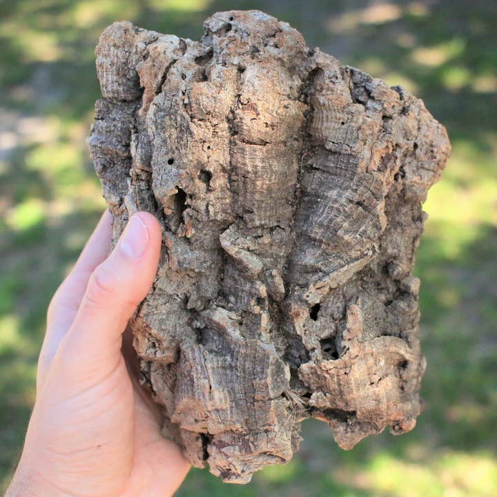 Air Plant Shop - Wholesale Live Plant - Virgin Cork Bark Slabs By the Pound2