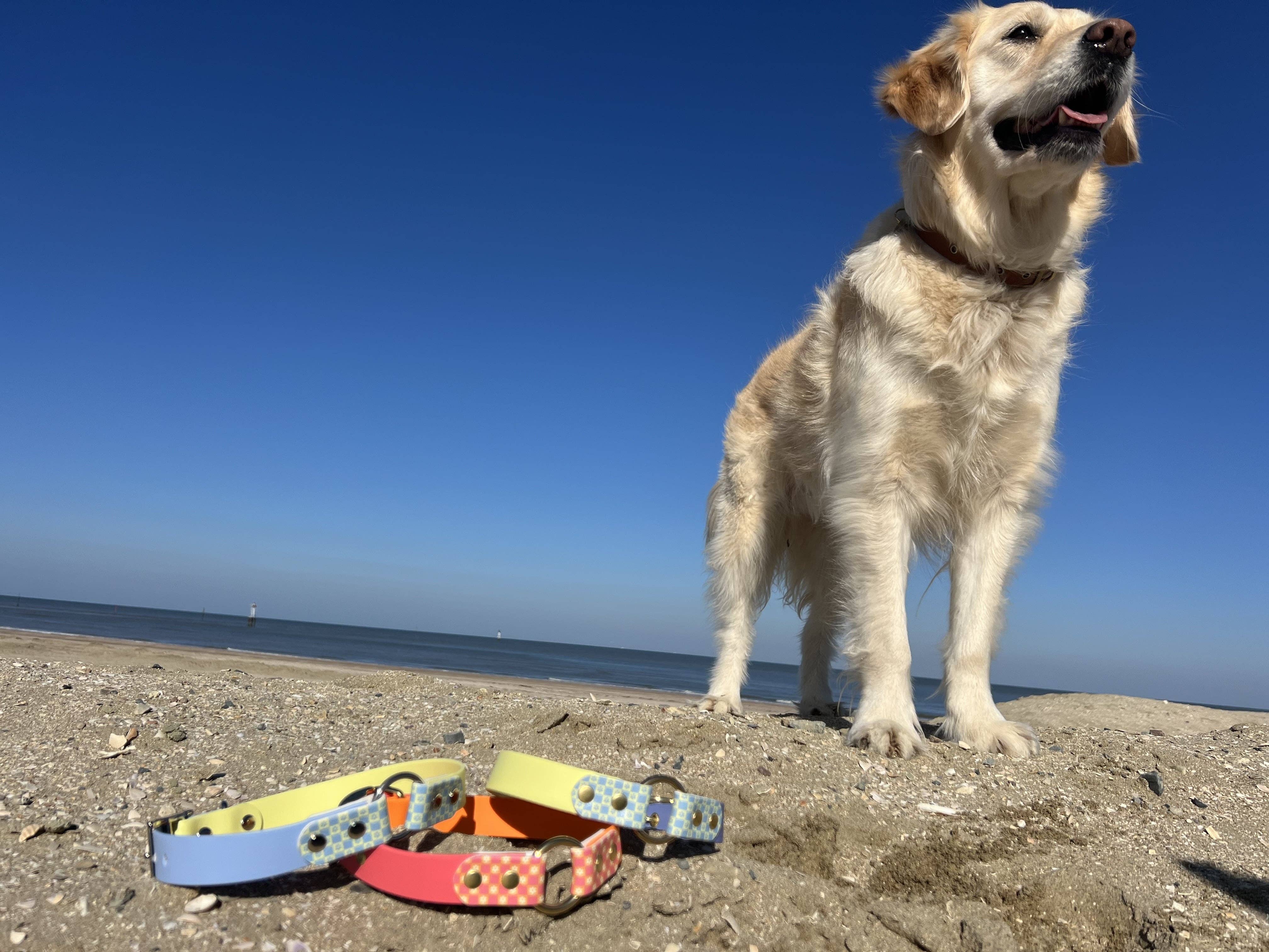 Splash By Happy - Wholesale Pet Collar - Dog - 🌼 Happy Flower 🌼21