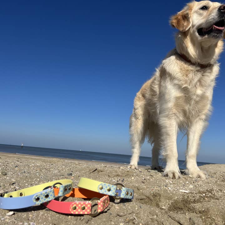 Splash By Happy - Wholesale Pet Collar - Dog - 🌼 Happy Flower 🌼21