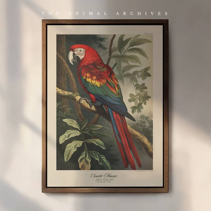 Scarlet Ma, Naturalist, Antique Vintage Style Print for wholesale by The Poet and The Piper