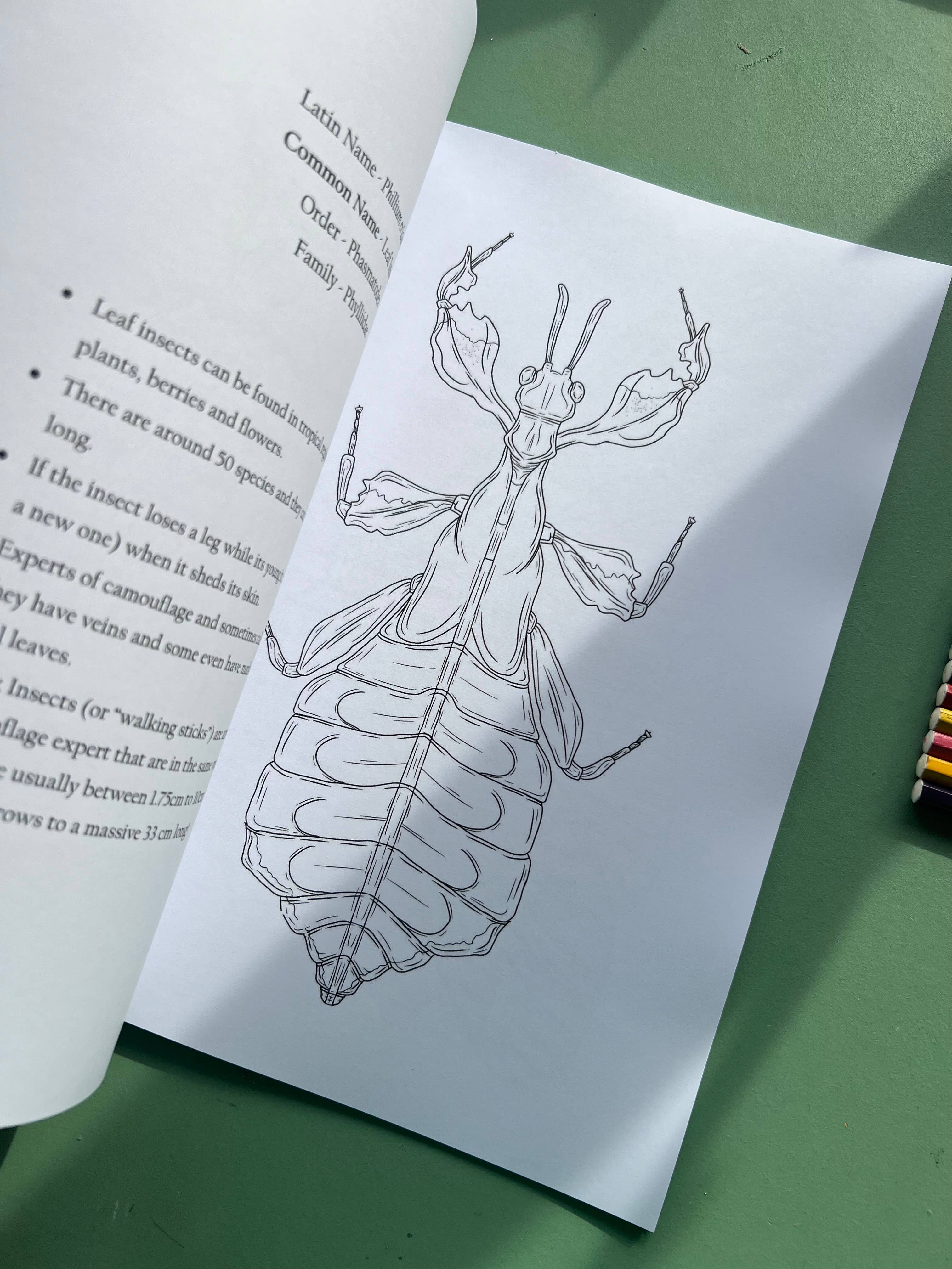 Tansy Moore - Wholesale Coloring & Activity Book - Adult - Factual Insect Colouring Book, Entomology/Wildlife Gift6