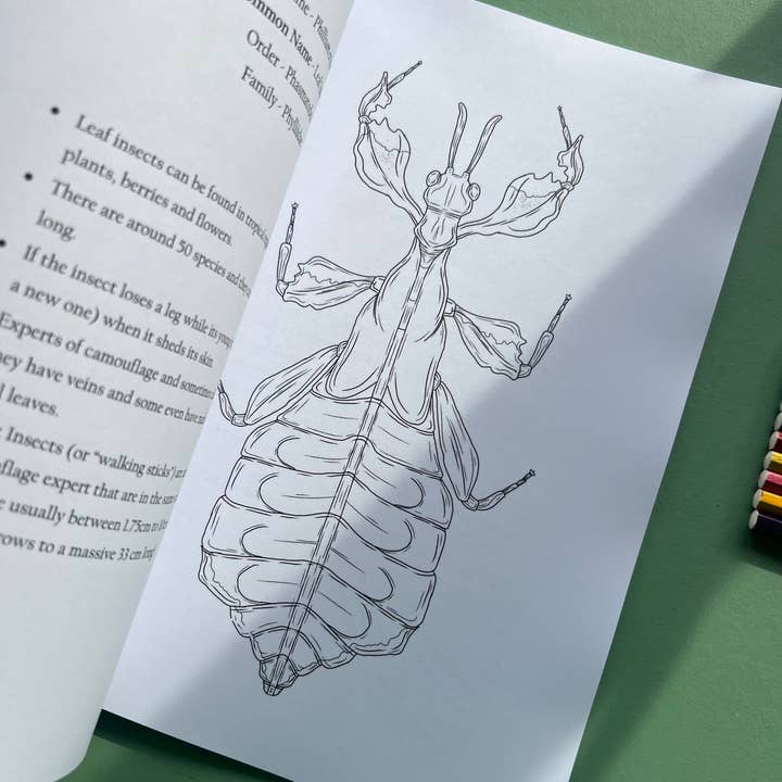 Tansy Moore - Wholesale Coloring & Activity Book - Adult - Factual Insect Colouring Book, Entomology/Wildlife Gift6