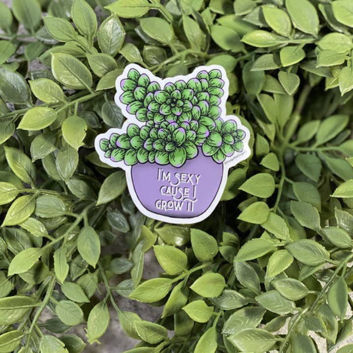 Beautiful Mind Design - Wholesale Sticker - I'm Sexy Cause I Grow It Vinyl Sticker 5-Pack3