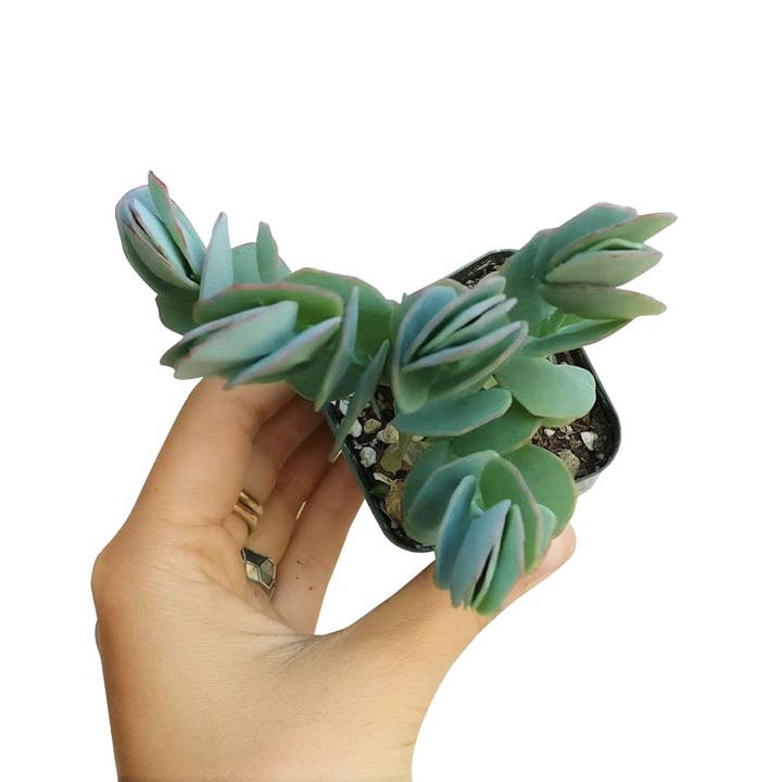 Best Plant Friend - Wholesale Succulent - Kalanchoe marnieriana - Marnier's Kalanchoe4