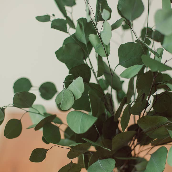 Eucalypt Co. - Wholesale Artificial Plant - Green Silver Dollar Eucalyptus Bundle