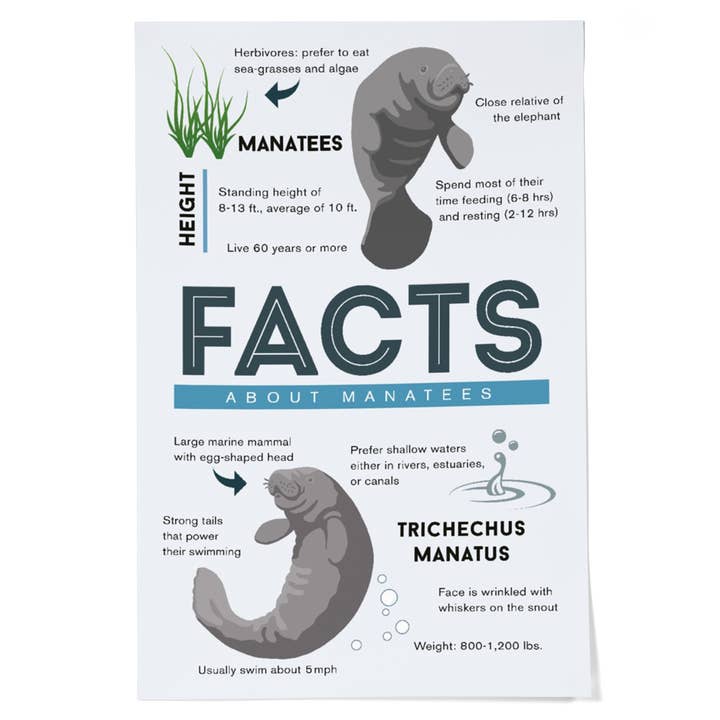 GICLEE PRINT Facts About Manatees for wholesale by Lantern Press