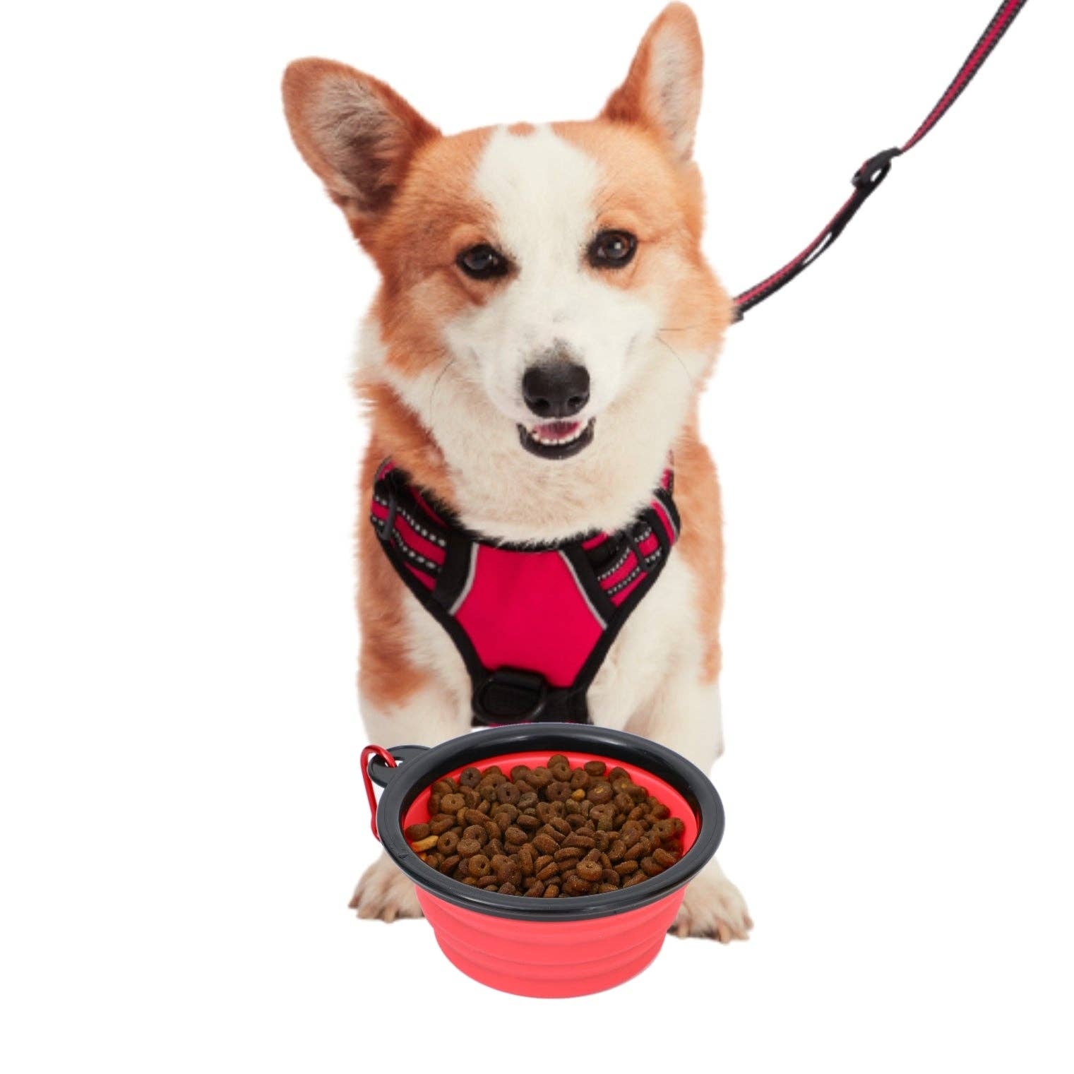 Mr. Peanut's - Wholesale Pet Bowl - Cat/Dog - Collapsible Silicone Travel Bowls - 12oz13