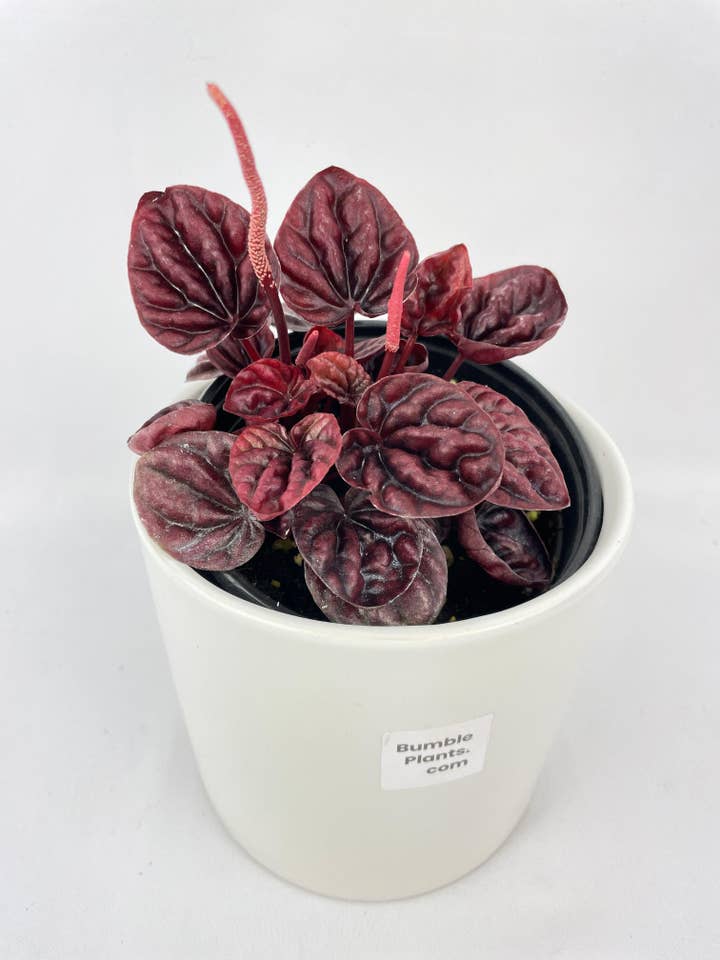 Peperomia Caperata 'Schumi Ripple Red' for wholesale by Bumble Plants