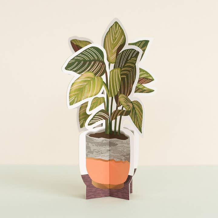 Pinstripe Paper Plant for wholesale by Seltzer Goods