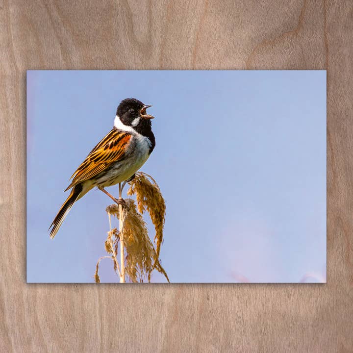 Postcard Eye0515 Rohrammer Vogel for wholesale by eye-comm