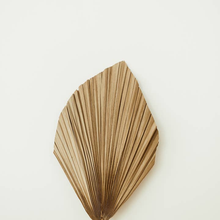 Plantita & Co. – wholesale Dried/pressed flowers – Natural Spear Palms Dried/Pressed Flowers