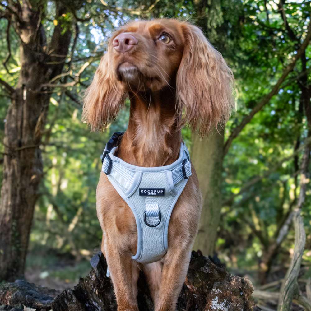 Cocopup London - Wholesale Tuig voor huisdieren - Hond - Verken Harness - Salie Tweed38