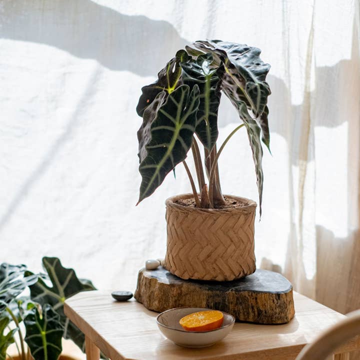 Rustic Reach - Wholesale Plant Pot - Bamboo Looking Cement Planter
