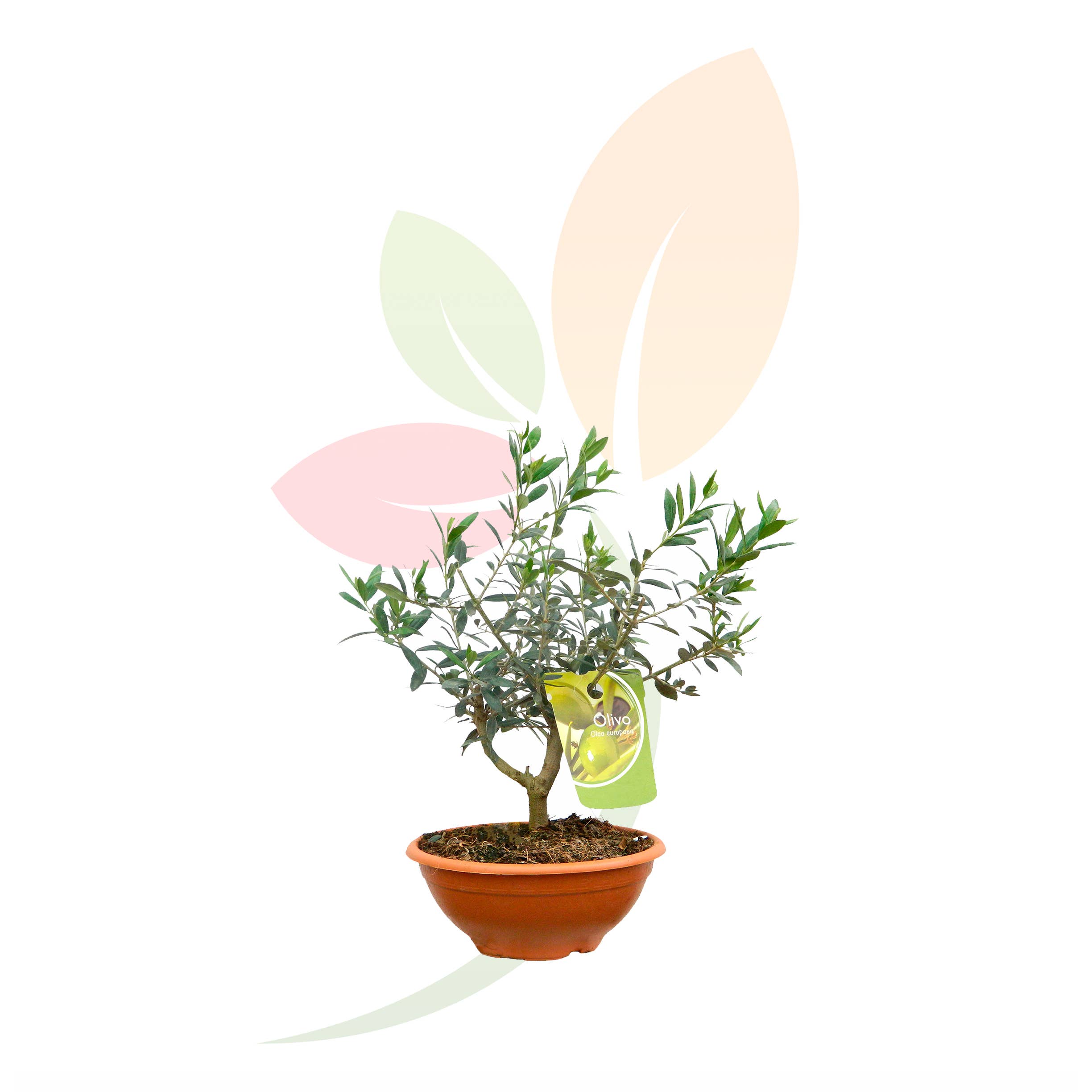 VIVERCID - Wholesale Live Plant - Olea Europaea (Olive) Bonsai