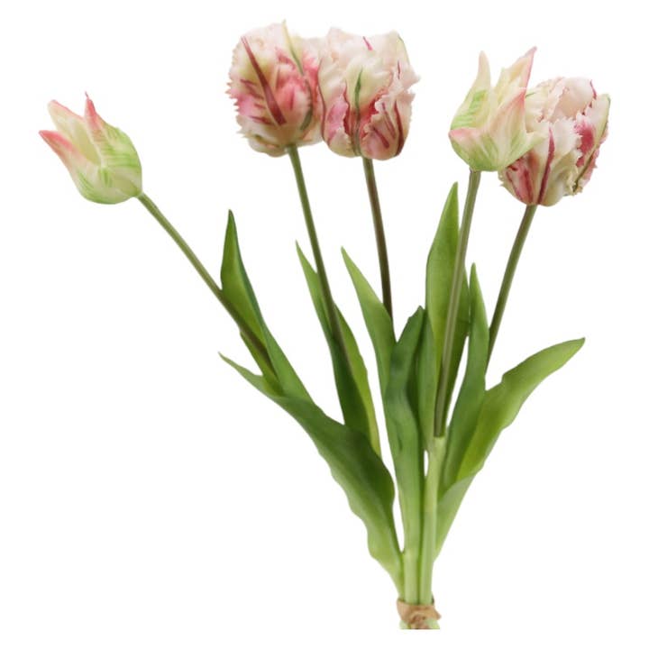 Parrot Tulip Bunch x 5, 'soft touch', 40 cm beauty for wholesale by Floratexx