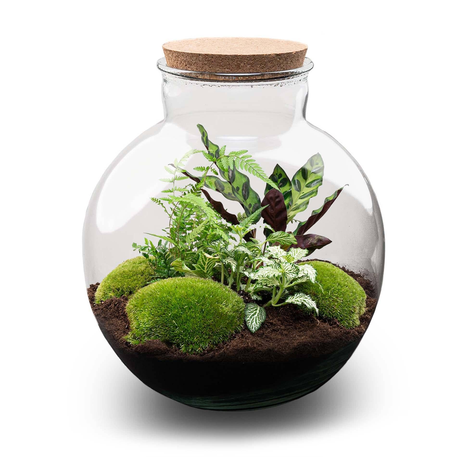 Oasis of Life - Wholesale Terrarium - Bottle Garden Bolder Bob – Ø31cm – ↕30cm – DIY Terrarium with Cork Lid & Plants – Self-Sustaining Mini Ecosystem without Tools – Calathea, Asparagus & Fittonia0