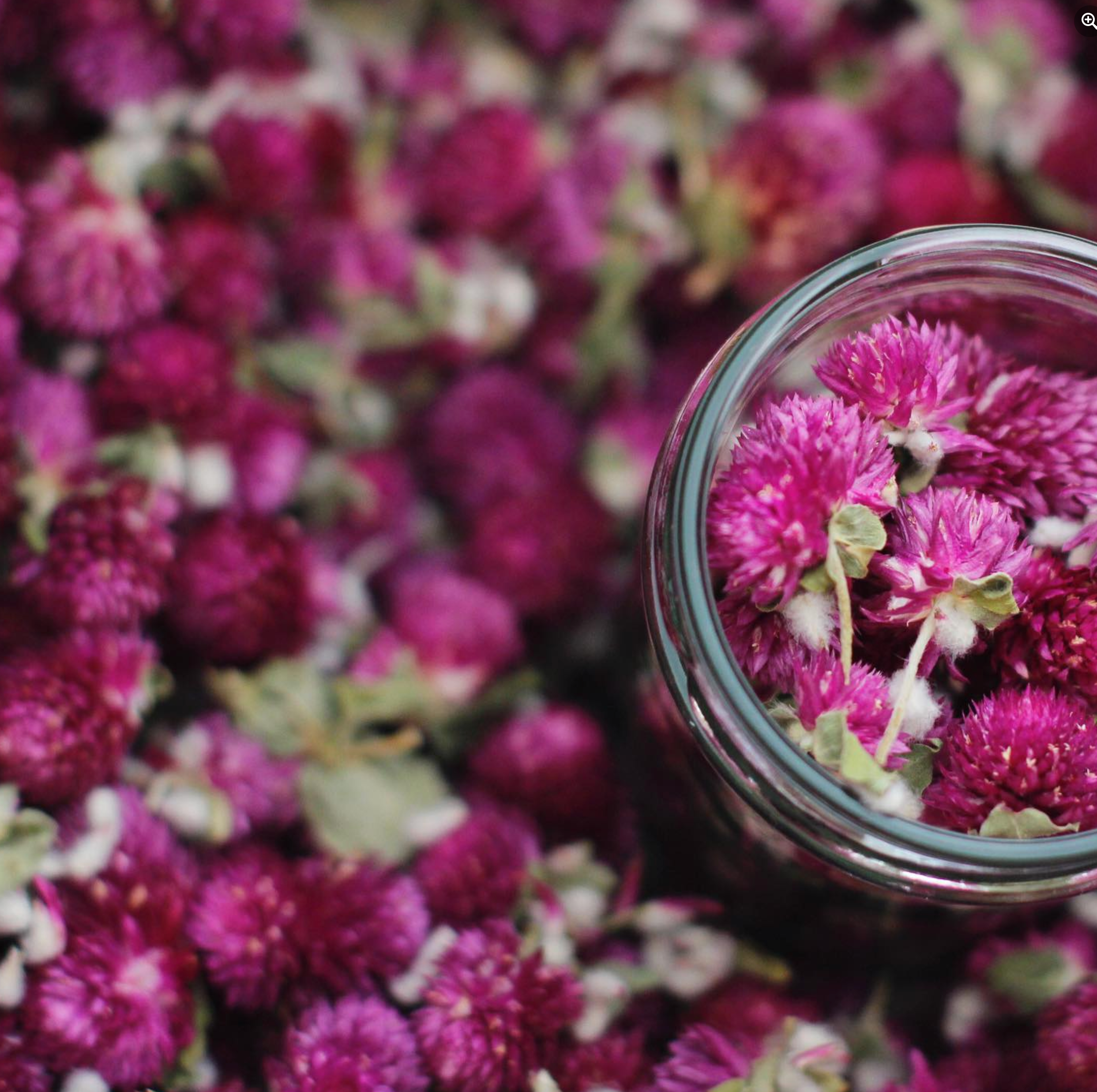 O Melhor do Ribatejo - Vendita all'ingrosso Tè sfusi - Tè Purple Globe dal Portogallo6