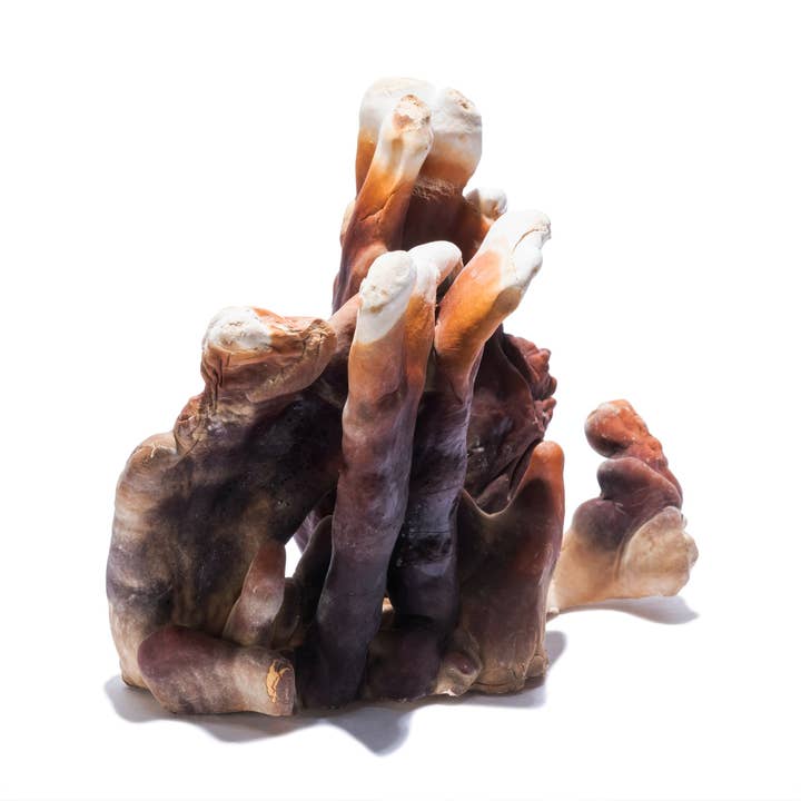 GO Mushrooms - Wholesale Elixir - REISHI OXYMEL2