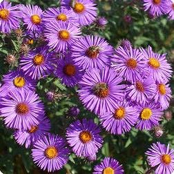 New England Aster Plants/Roots for wholesale by Steep Hill Garden