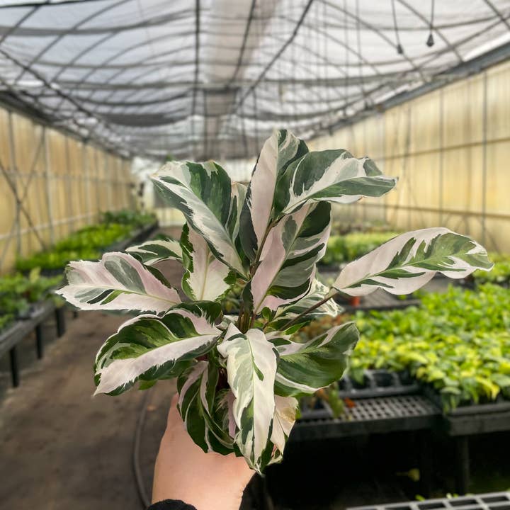 Thorsen's Greenhouse - Wholesale Live Plant - Calathea 'Stella' - Live Plant