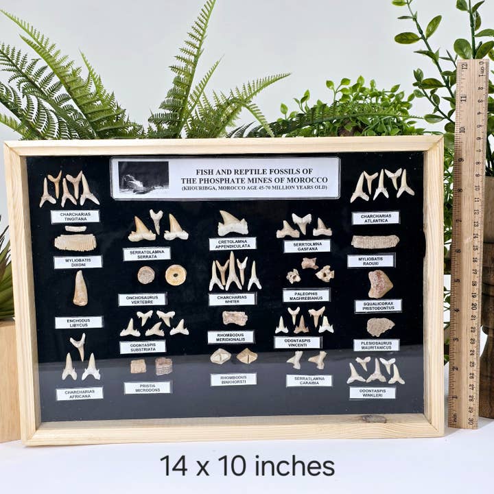Rock Paradise - Wholesale Wall Accent - Fossil Shark Teeth Collection - Framed Wooden Display from Morocco - You Choose Size