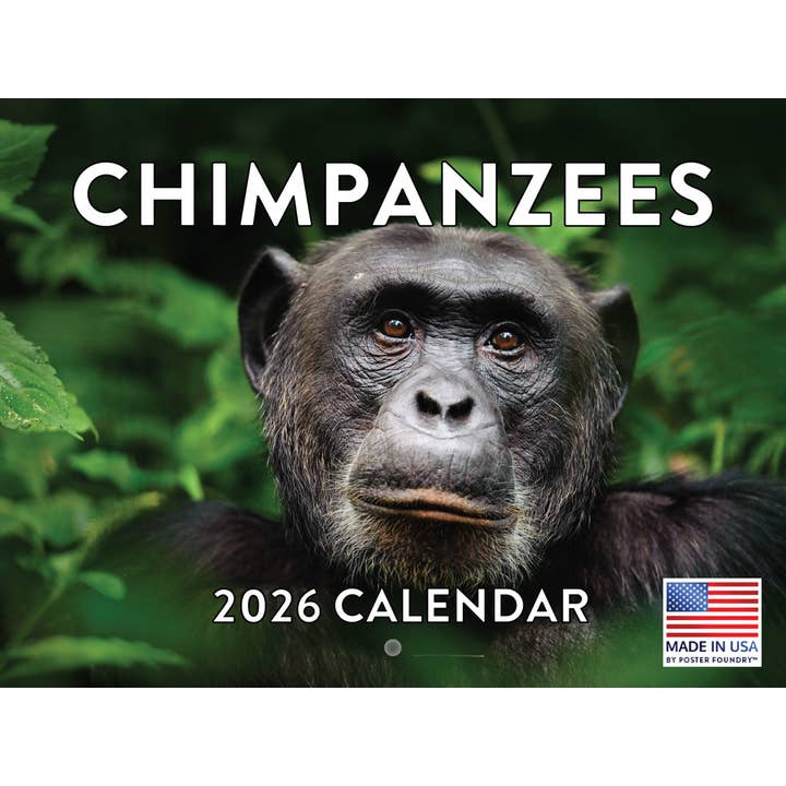 Chimpanzee Calendar 2026 Monthly Wall 12 Month for wholesale by 2026 Calendars
