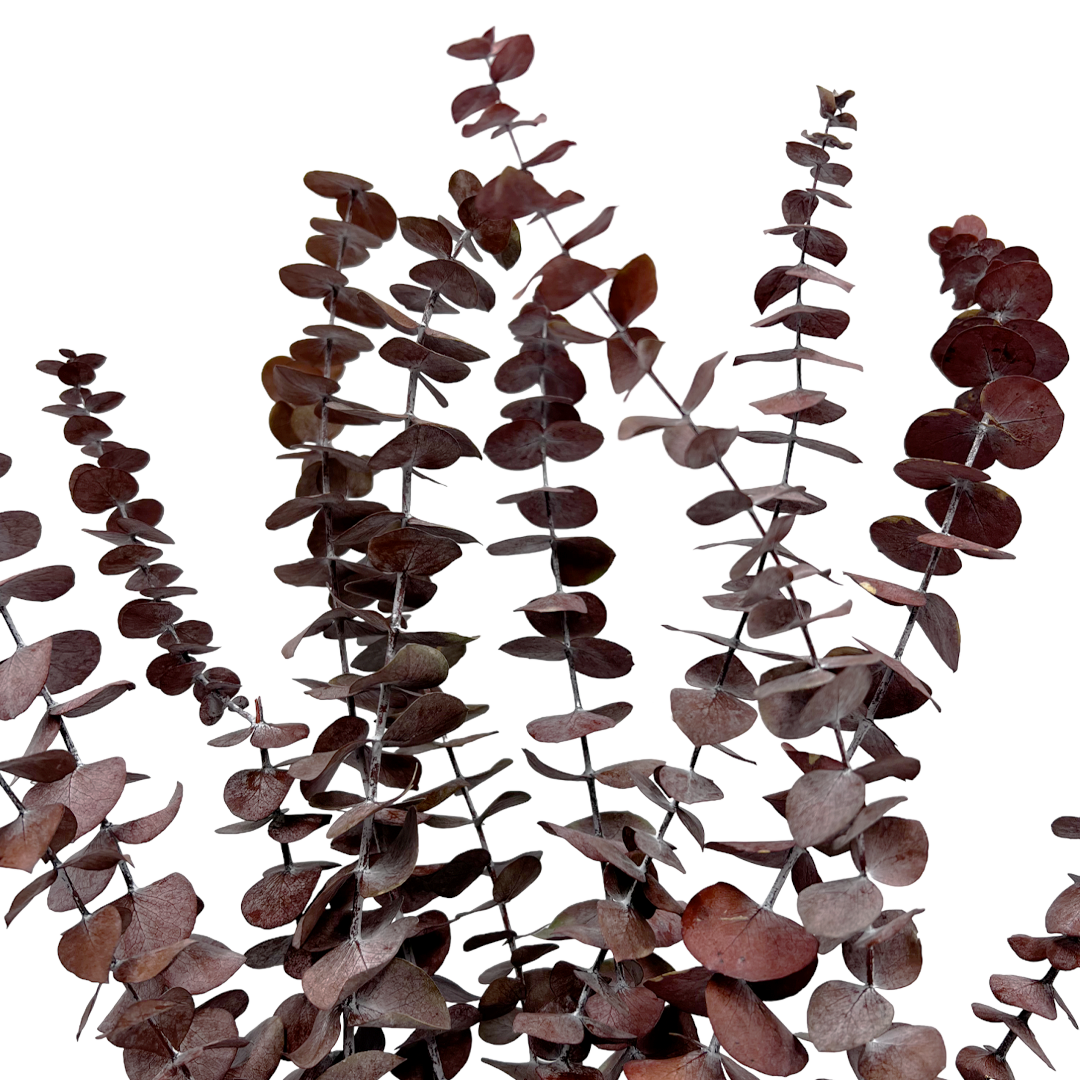 2626 Designs - Vente Fleur séchée/pressée - Feuilles d'eucalyptus petites préservées de 43 à 53 cm de long3
