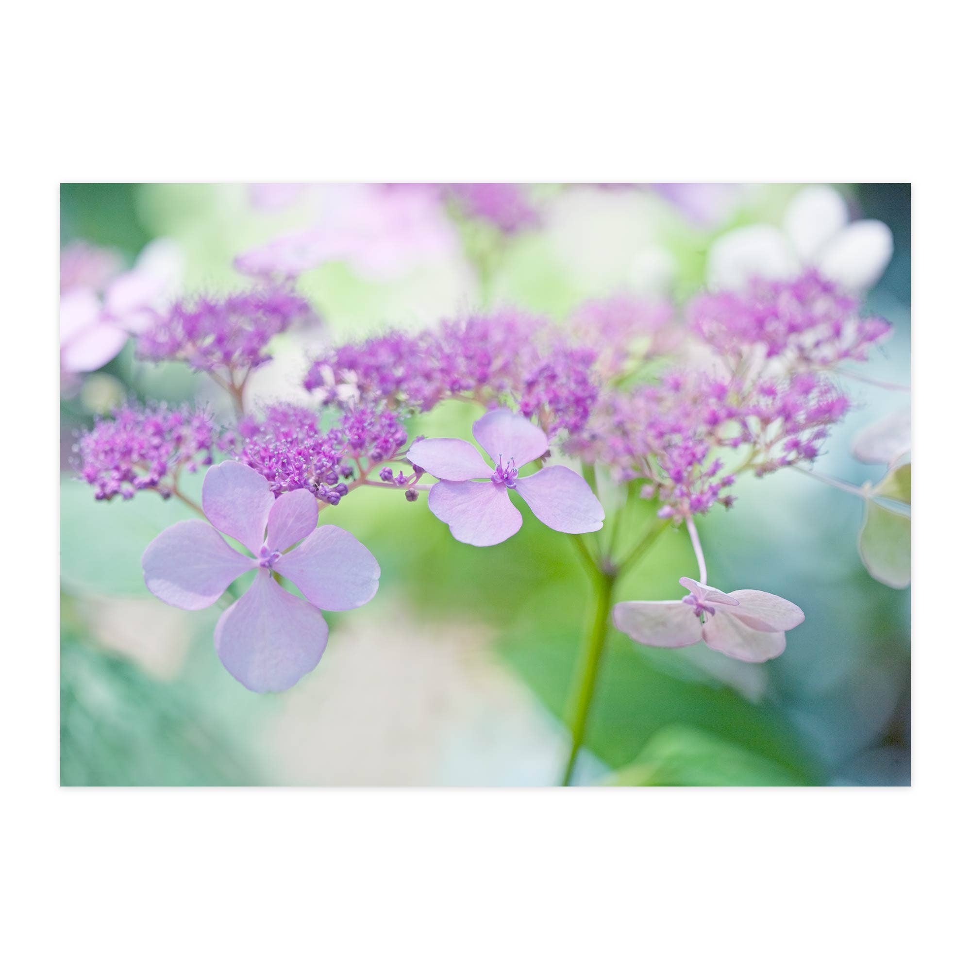 paruspaper. nutzfeine papeterie - Wholesale Ansichtkaart - Ansichtkaart "Boerenhortensia"0