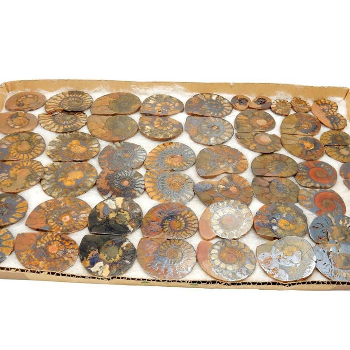 Rock Paradise - Wholesale Spiritual Stone/Crystal - Hematite Ammonite Fossil Pair - Medium2