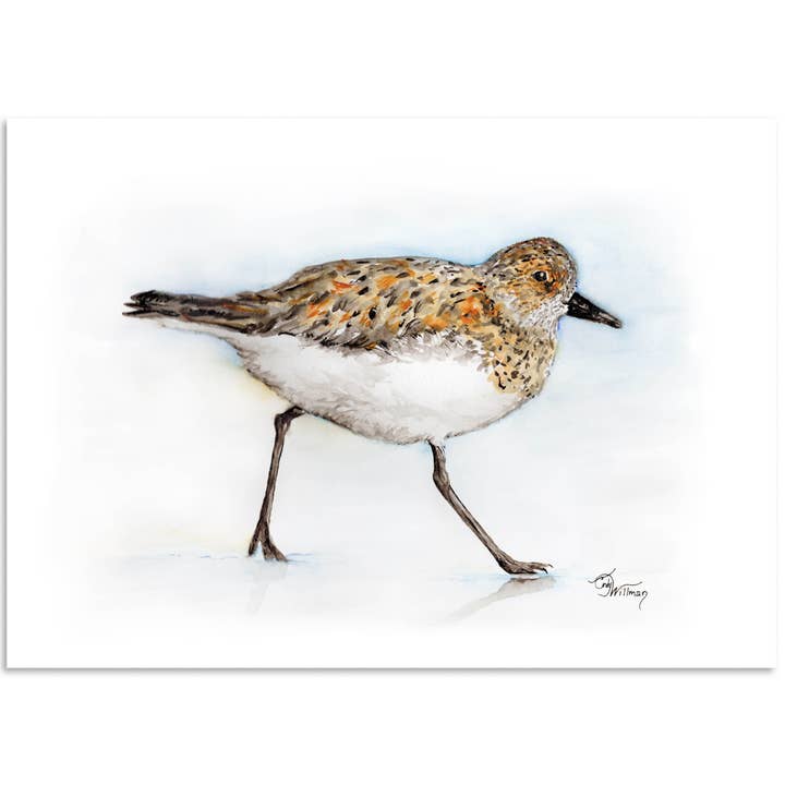 Sanderling for wholesale by Moonlight & Grace