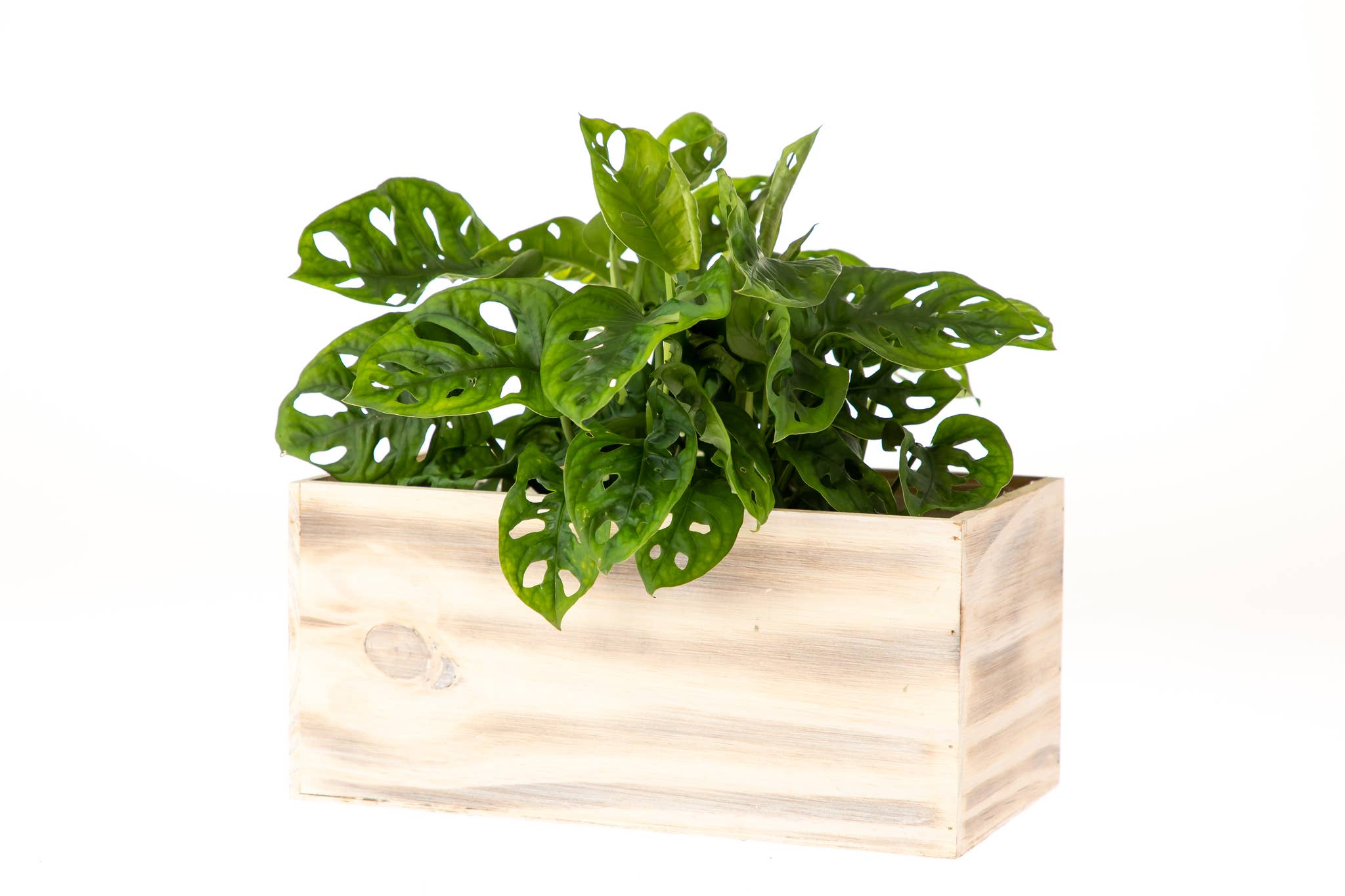 UNIMIX FLORAL - Wholesale Plantenbak - Houten plantenbakken/containers/dozen Floral Plant 8 „x4"1