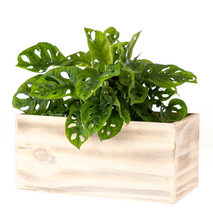 UNIMIX FLORAL - Wholesale Planter Box - Wood Planters/Containers/Boxes Floral Plant 8"x4"5