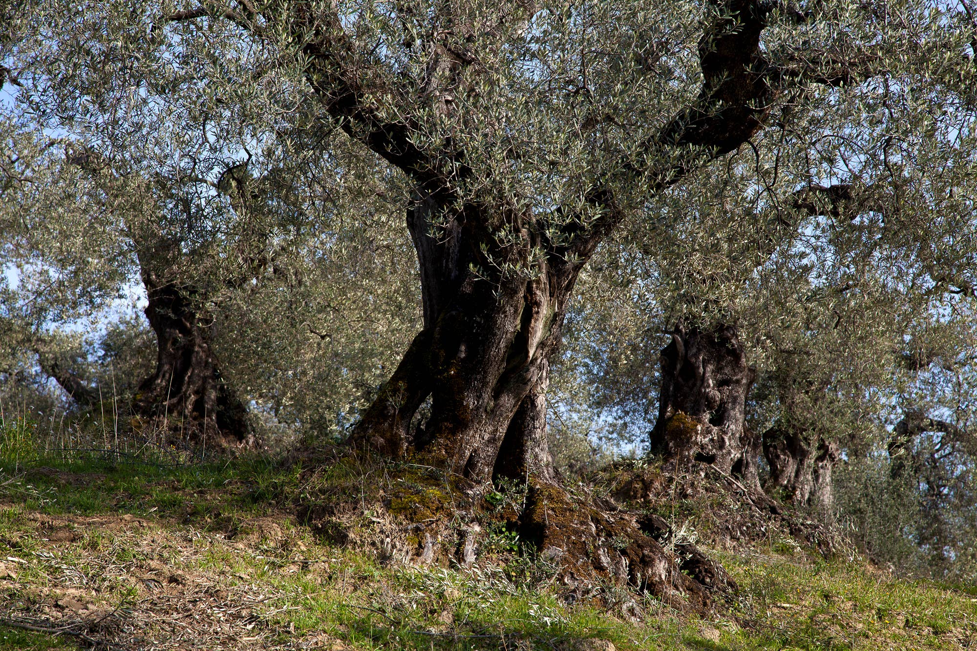 SAPORE DELLA VITA LLC - Wholesale Olive Oil - USDA Organic First Cold Pressed Extra Virgin Olive Oil4