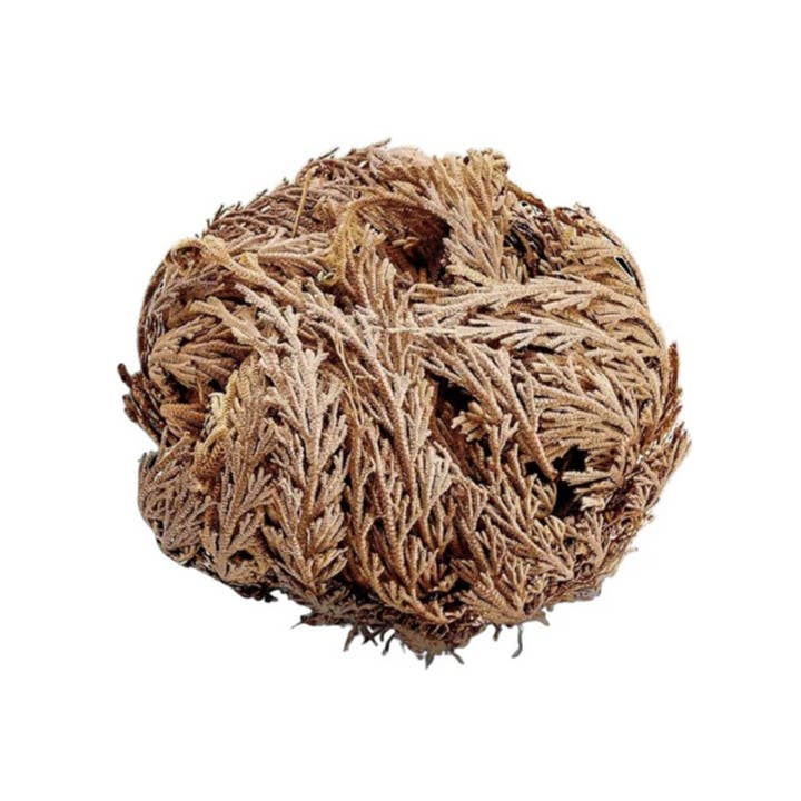 Green Tree - Wholesale Live Plant - Rose of Jericho (resurrection plant)