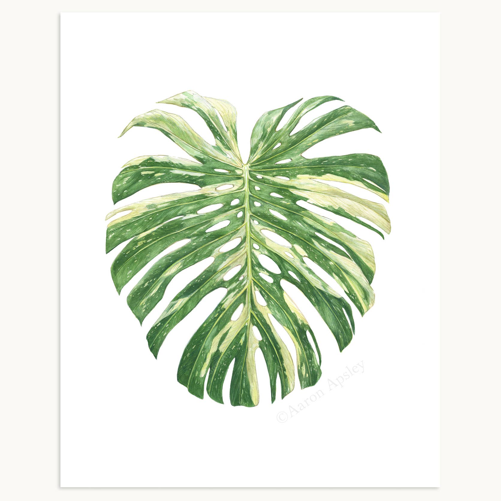Aaron Apsley Artwork - Wholesale Art Print - Tropical Leaf Print - 8"x10"1