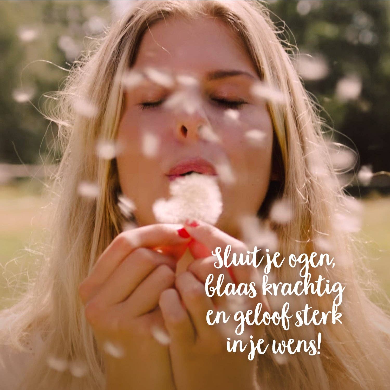 TDJ Stadtgärtner GmbH – Großhandel Partygeschenk – Kleine Wensvervuller (NL)5