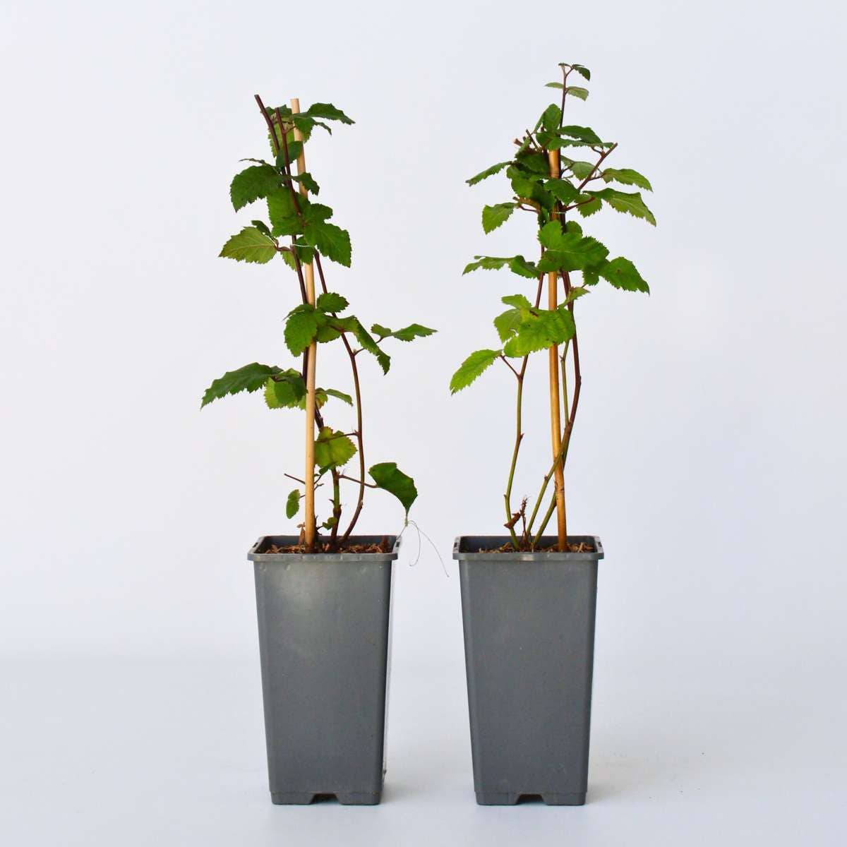 Oasis of Life – Großhandel Pflanzen – Brombeerpflanzen – 2 Pflanzen – Rubus Fruticosus 'Thornfree' – Höhe 50–60cm – Ø15cm – Dornenlose Brombeere – Selbstbestäubend & winterhart – Süße Früchte für Garten, Terrasse & Hochbeet6