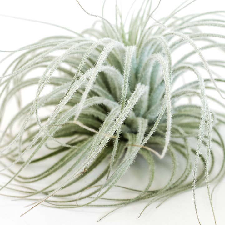 Air Plant Shop - Wholesale Live Plant - Extra Large Tillandsia Tectorum Ecuador Air Plant1