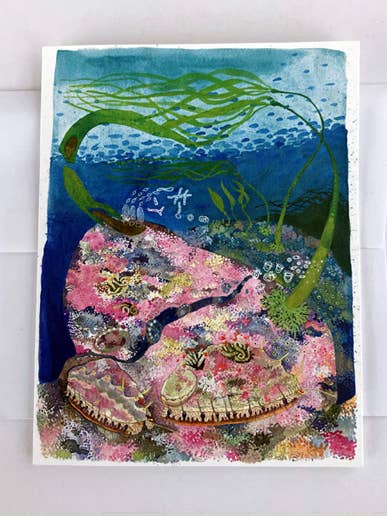PINTO ABALONE & KELP STUDY NOTECARD for wholesale by Jill Bliss Artwork