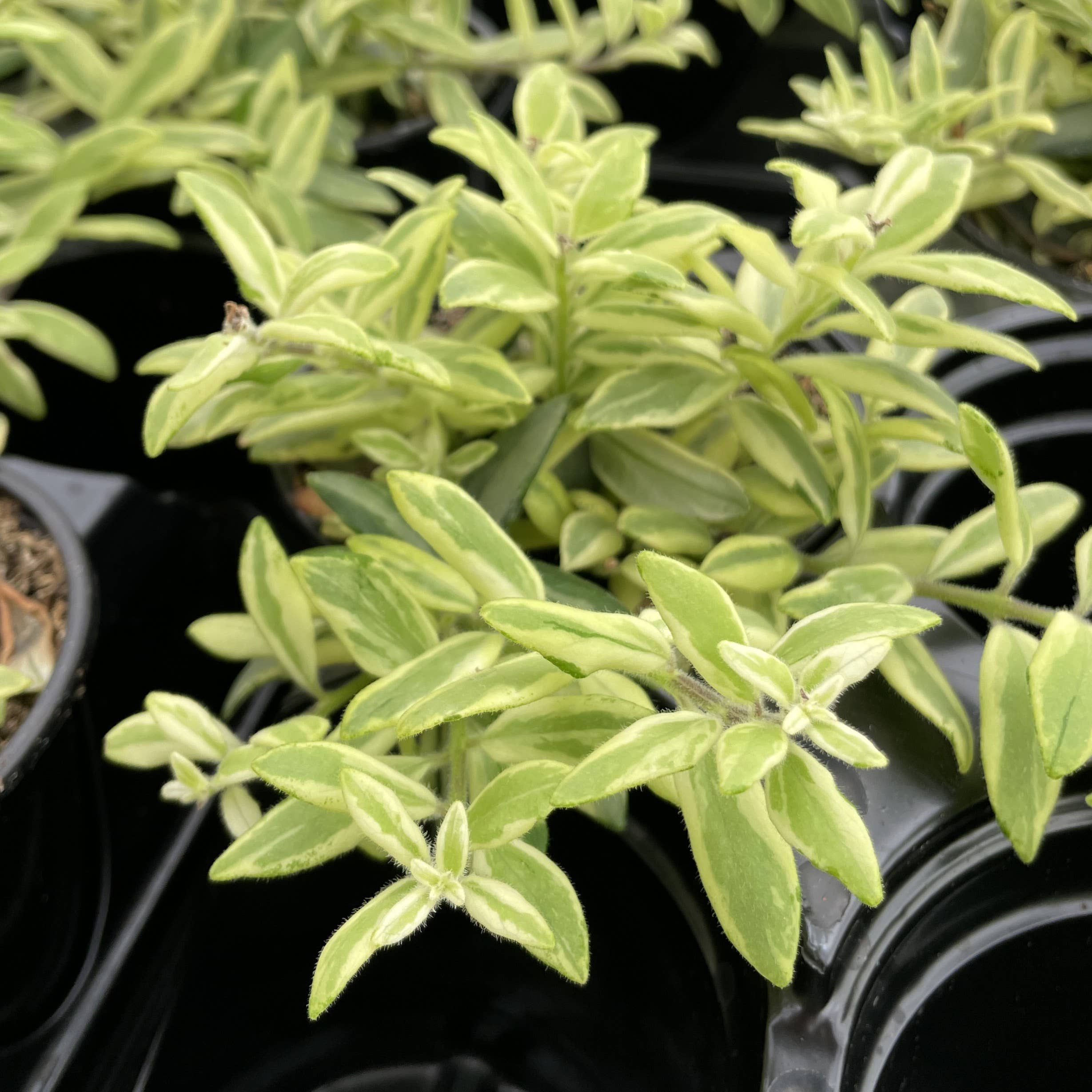 Thorsen's Greenhouse - Wholesale Live Plant - Lipstick 'Bolero Bicolor' Plant - 4" Live Plant1