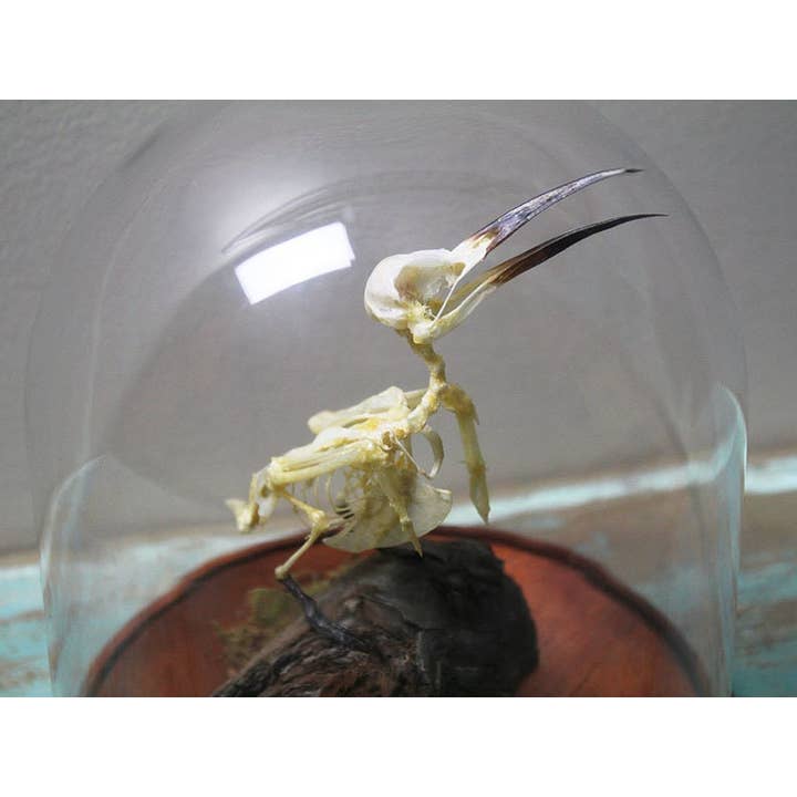 Bienenfresser-Vogelskelett in einer Kuppel für den Großhandel von Newman Art Designs