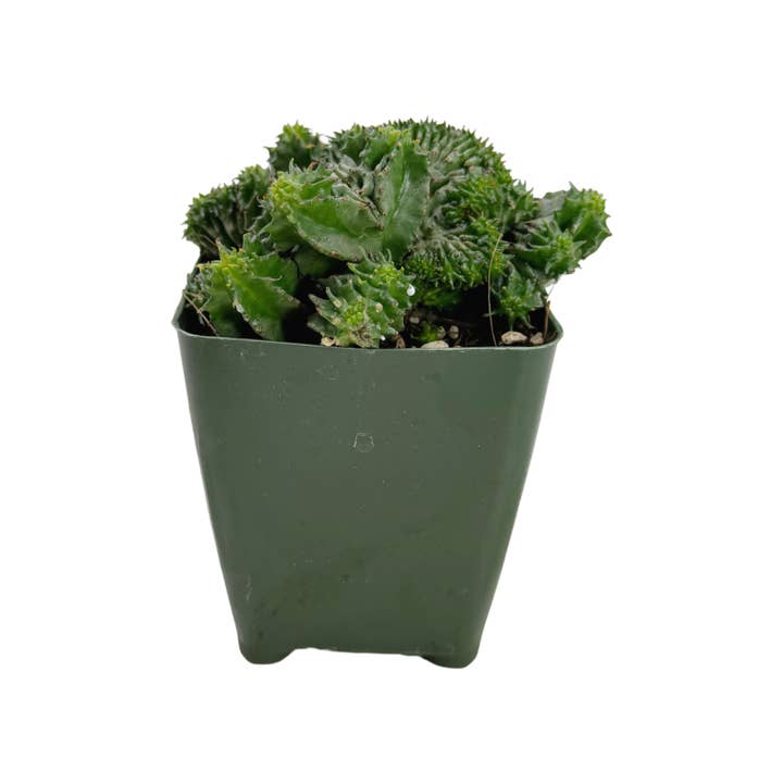 Succulent Wholesale - Wholesale Succulent - Euphorbia enopla crested | 3.25 inch pot1
