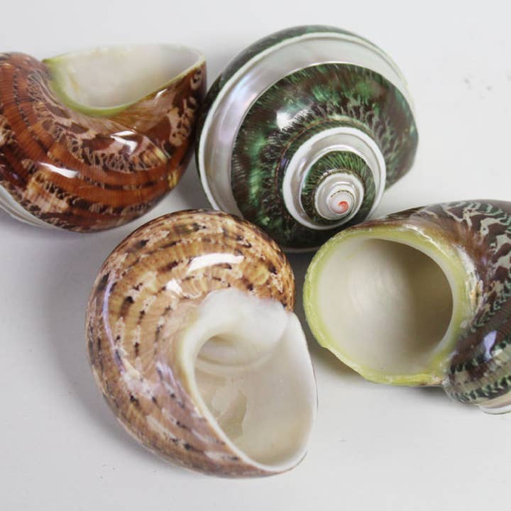 California Seashell Company - Wholesale Decorative Tabletop Object - Banded Tapestry Turban Seashell - Turbo Petholatus1