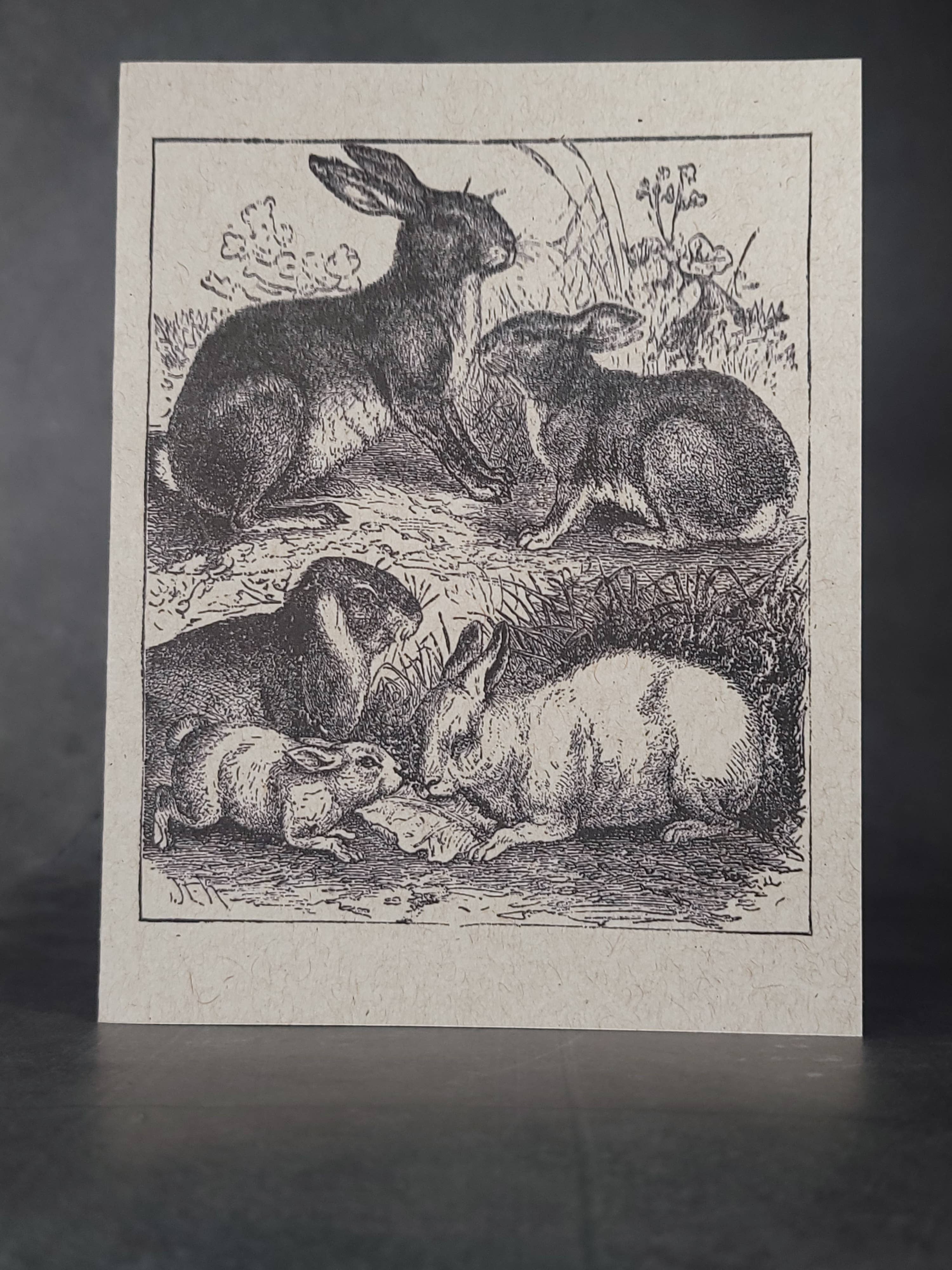Superior Dry Goods - Wholesale Everyday Greeting Card - "Rabbits" Recycled Greeting Cards | Handcrafted2