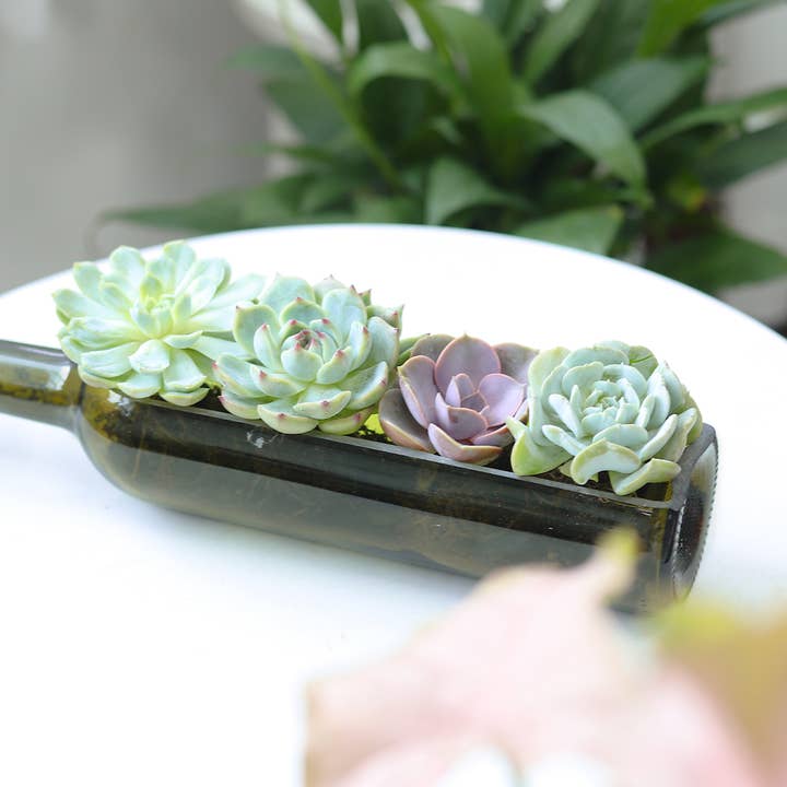 Best Plant Friend - Wholesale Succulent - Succulent Wine Bottle Arrangement - Live Succulents