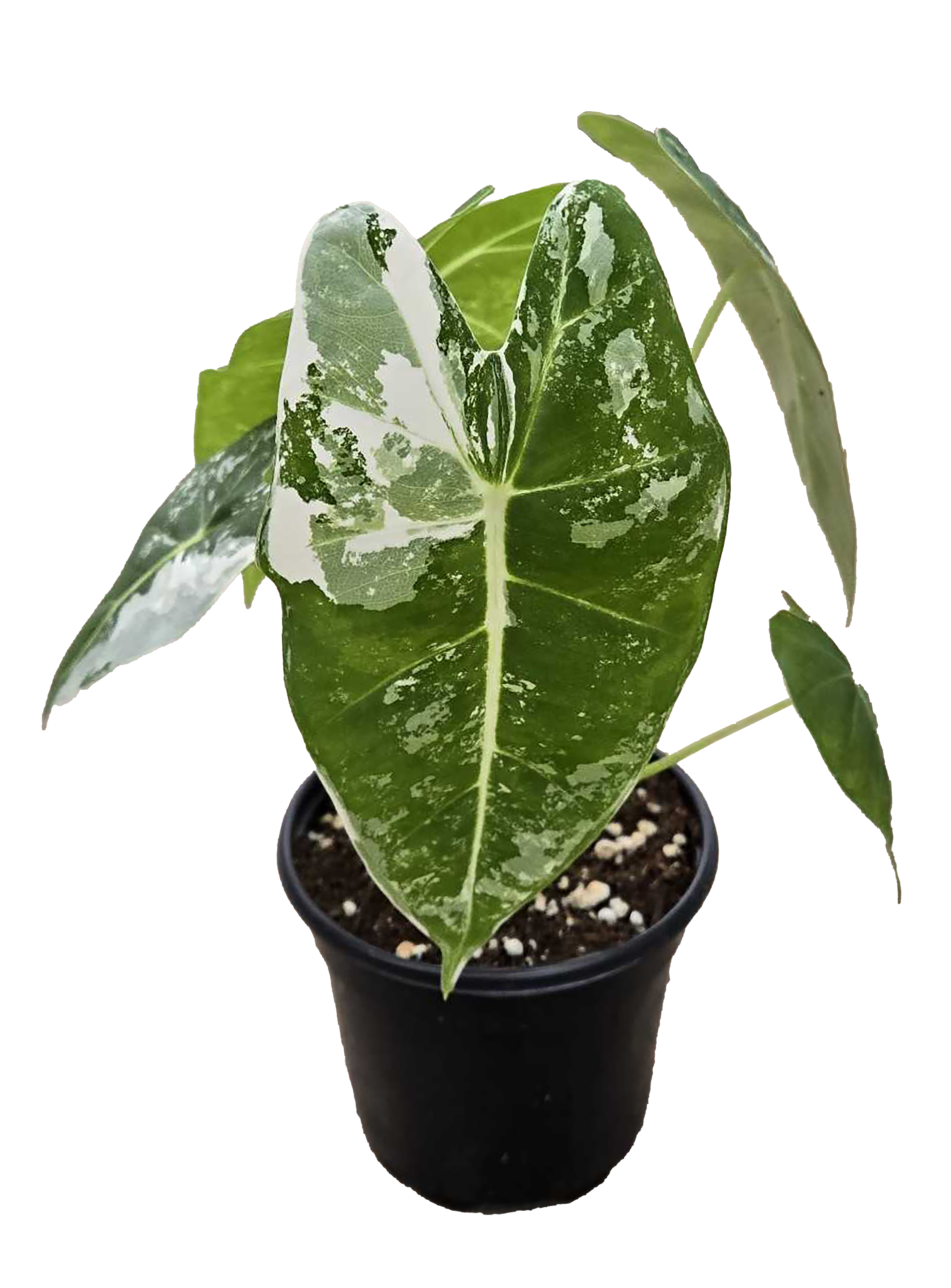 Arcadia Garden Products - Wholesale Live Plant - Alocasia Frydek Variegated 4 inch Grower Pot2