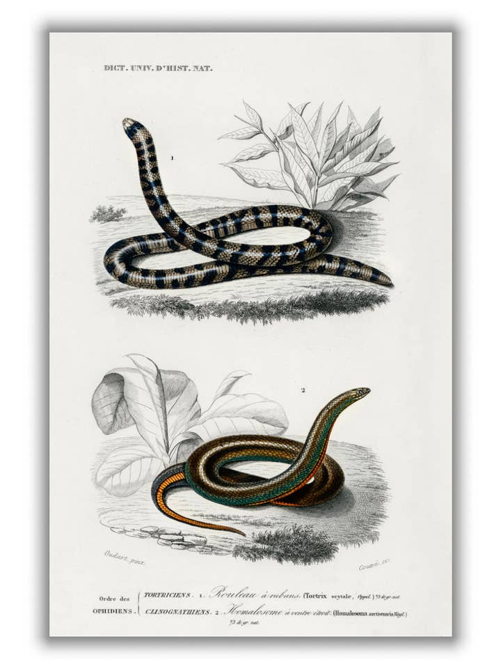 Anilius (Tortrix Scytale) e Slug Eater (Homalosoma arctiventris) per la vendita all'ingrosso da parte di Stanley Print House