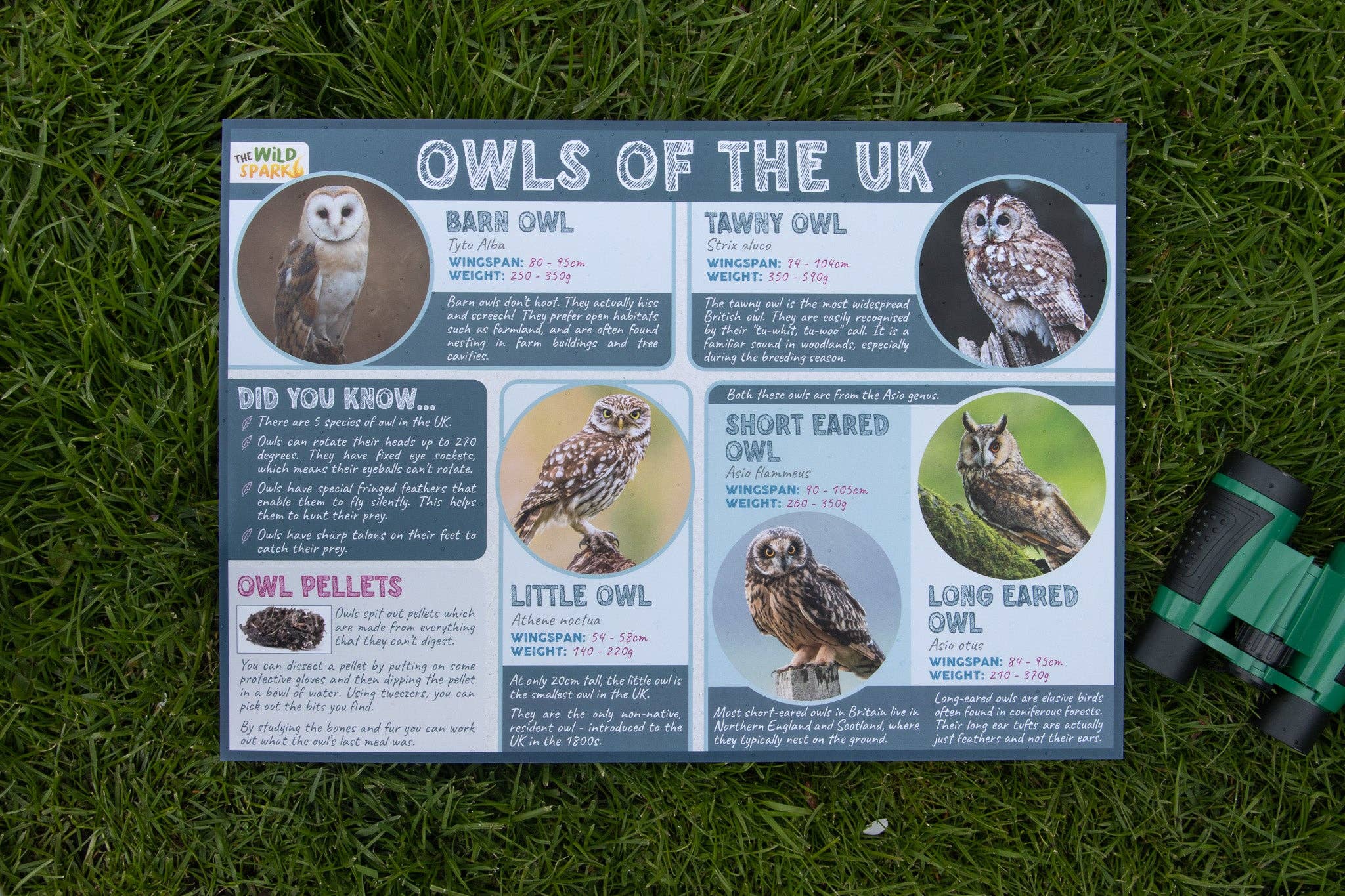 The Wild Spark – wholesale Poster – Owls of the UK Poster