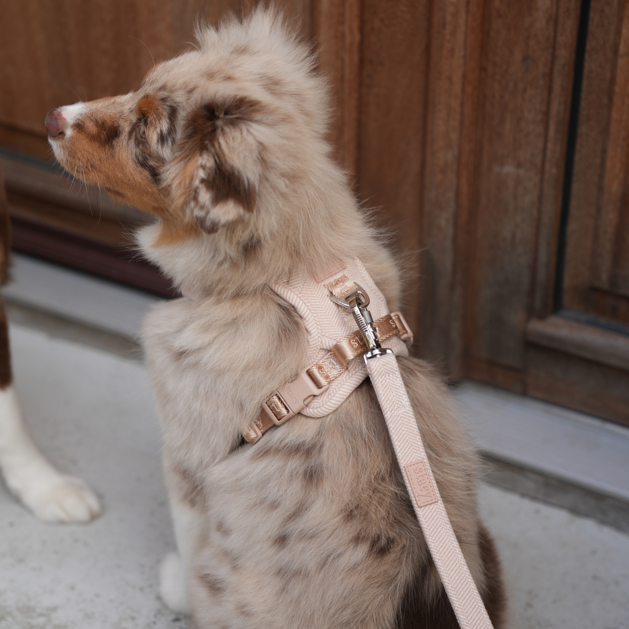 Staey - Wholesale Pet Harness - Dog - Elma Dog Harness | Light Rose3