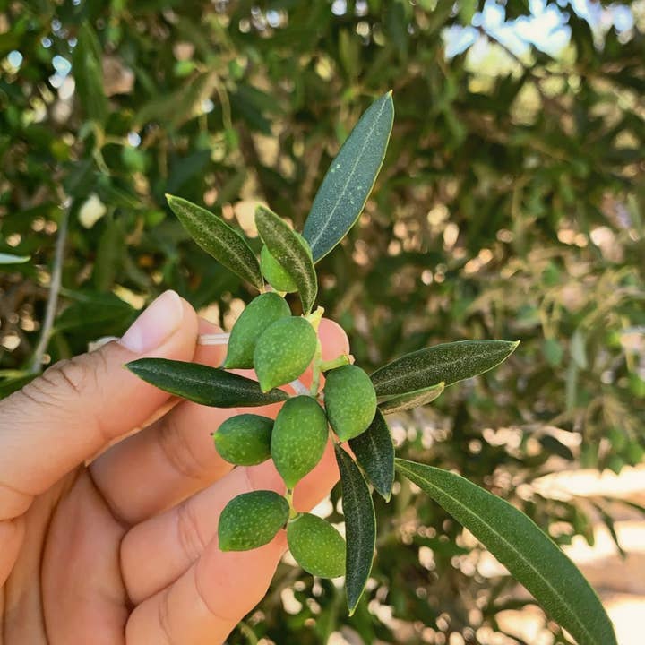 Minos - Wholesale Olive Oil - Minos extra virgin olive oil for salads 500ml can6